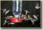 humingbirds at feeder